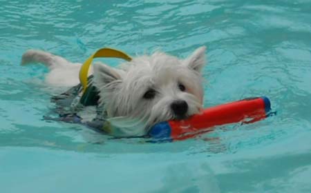 maggie_pool.jpg